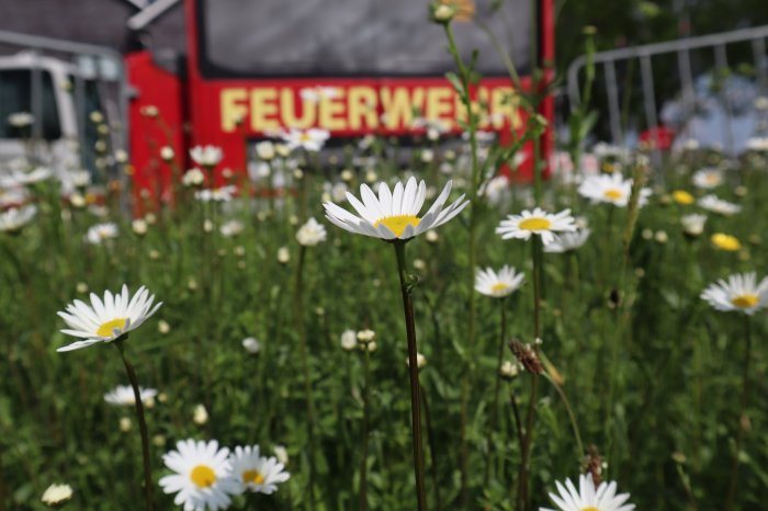 Wildblumenwiese erstrahlt am Feuerwehrhaus